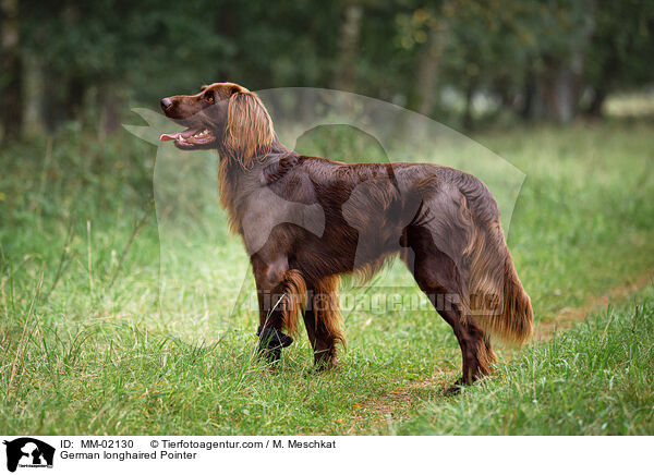 German longhaired Pointer / MM-02130