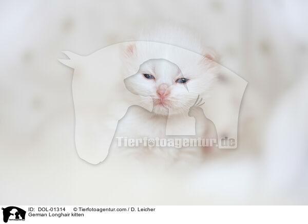 Deutsch Langhaar Ktzchen / German Longhair kitten / DOL-01314