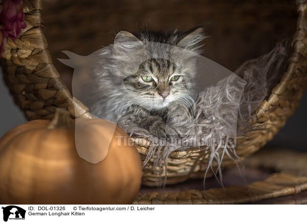 Deutsch Langhaar Ktzchen / German Longhair Kitten / DOL-01326