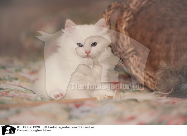 German Longhair kitten / DOL-01328