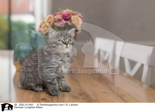 Deutsch Langhaar Ktzchen / German Longhair Kitten / DOL-01340