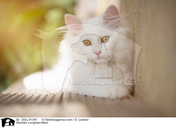German Longhair kitten / DOL-01341