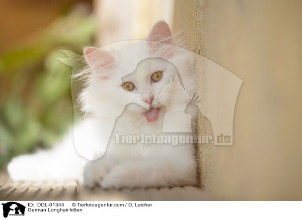 German Longhair kitten / DOL-01344