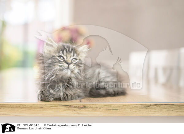 Deutsch Langhaar Ktzchen / German Longhair Kitten / DOL-01345
