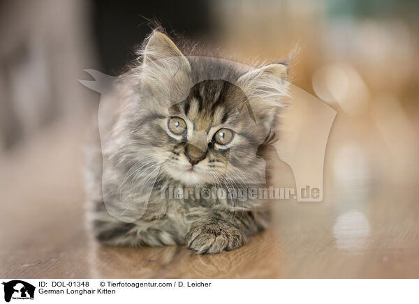 Deutsch Langhaar Ktzchen / German Longhair Kitten / DOL-01348