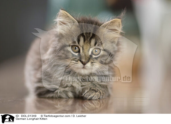 Deutsch Langhaar Ktzchen / German Longhair Kitten / DOL-01349