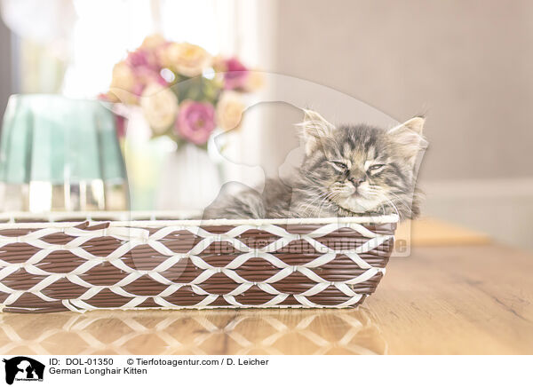 Deutsch Langhaar Ktzchen / German Longhair Kitten / DOL-01350