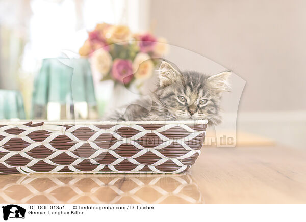 Deutsch Langhaar K�tzchen / German Longhair Kitten / DOL-01351