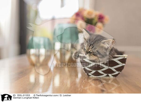 Deutsch Langhaar Ktzchen / German Longhair Kitten / DOL-01353