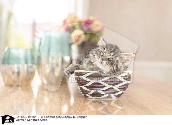 Deutsch Langhaar Ktzchen / German Longhair Kitten / DOL-01354