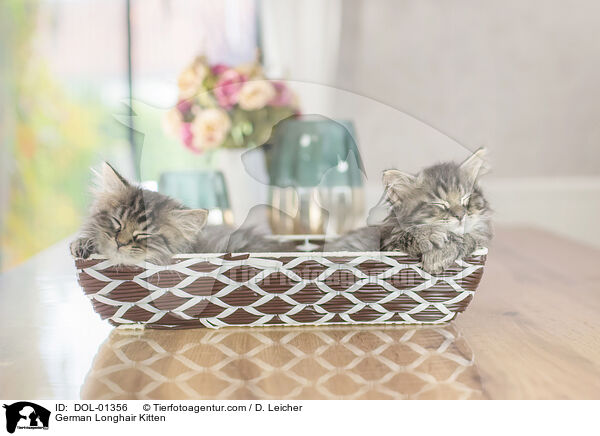German Longhair Kitten / DOL-01356