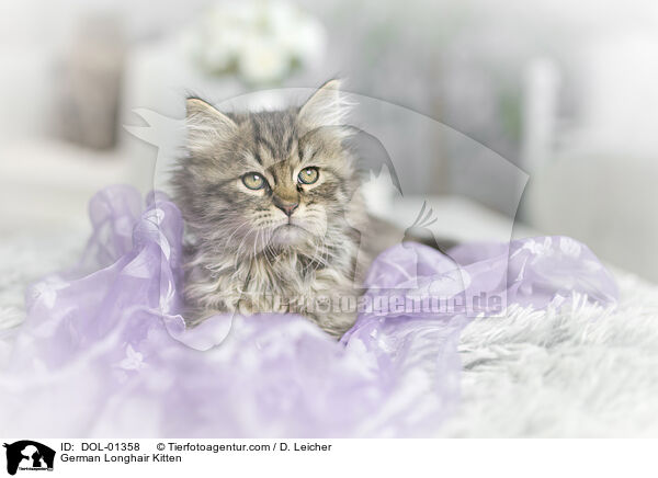 Deutsch Langhaar Ktzchen / German Longhair Kitten / DOL-01358