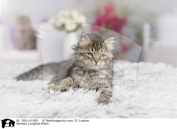 Deutsch Langhaar Ktzchen / German Longhair Kitten / DOL-01359