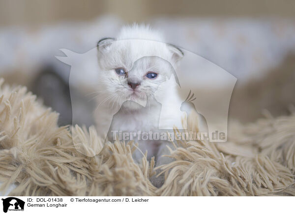 German Longhair / DOL-01438