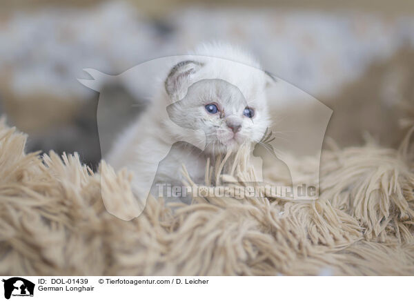 German Longhair / DOL-01439
