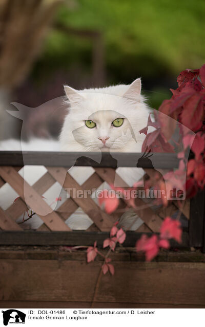 Deutsch Langhaar Ktzin / female German Longhair / DOL-01486