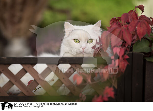 Deutsch Langhaar Ktzin / female German Longhair / DOL-01488