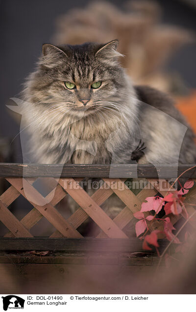 German Longhair / DOL-01490