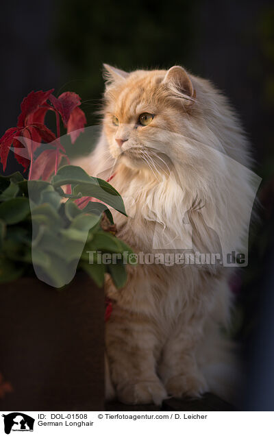 Deutsch Langhaar / German Longhair / DOL-01508