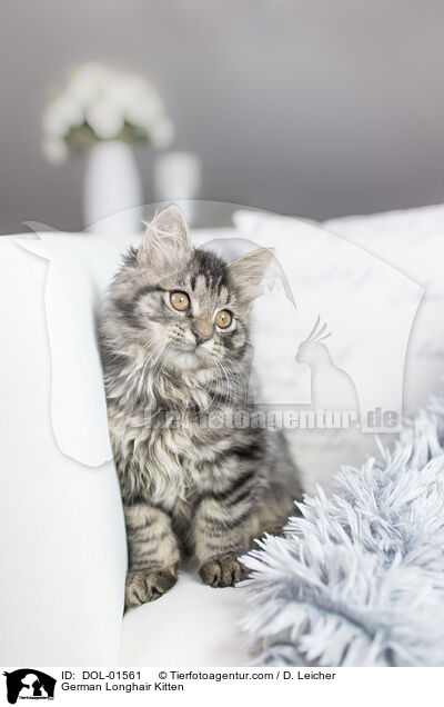 Deutsch Langhaar Ktzchen / German Longhair Kitten / DOL-01561