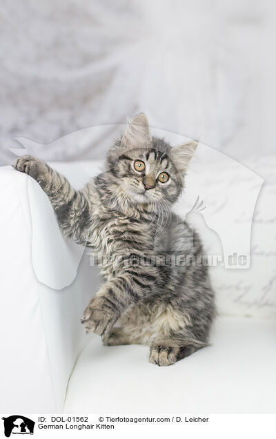 Deutsch Langhaar Ktzchen / German Longhair Kitten / DOL-01562