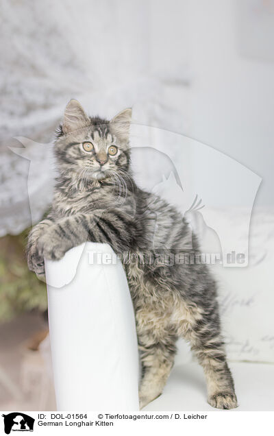 Deutsch Langhaar Ktzchen / German Longhair Kitten / DOL-01564