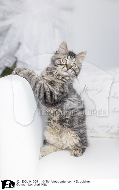 German Longhair Kitten / DOL-01565