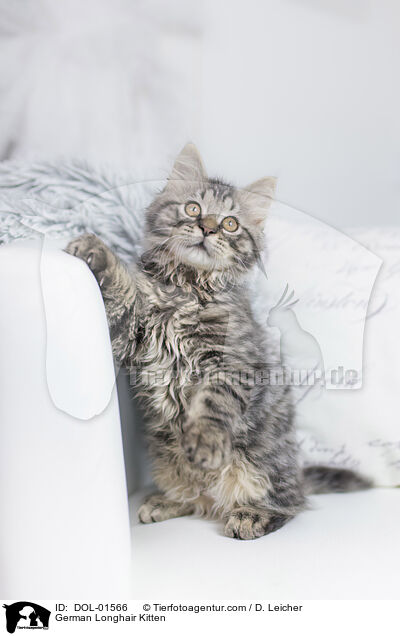 German Longhair Kitten / DOL-01566