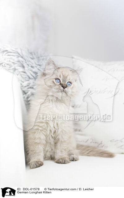 Deutsch Langhaar Ktzchen / German Longhair Kitten / DOL-01578