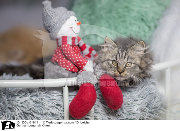 Deutsch Langhaar Ktzchen / German Longhair Kitten / DOL-01611