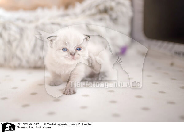 Deutsch Langhaar Ktzchen / German Longhair Kitten / DOL-01617
