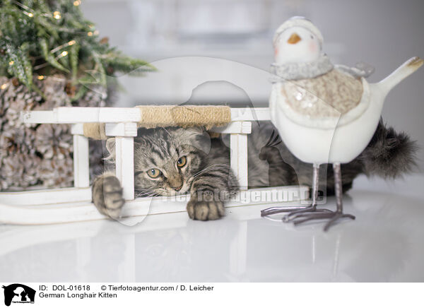 German Longhair Kitten / DOL-01618