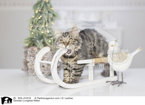 German Longhair Kitten / DOL-01619