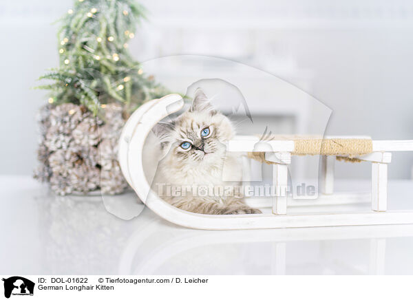 German Longhair Kitten / DOL-01622