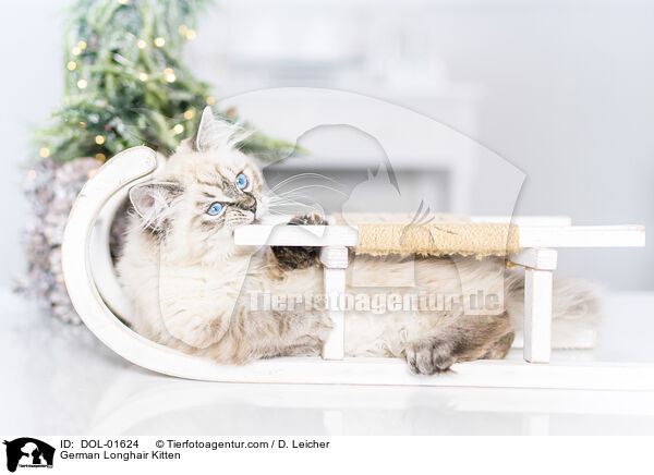 Deutsch Langhaar Ktzchen / German Longhair Kitten / DOL-01624
