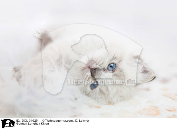 Deutsch Langhaar Ktzchen / German Longhair Kitten / DOL-01625