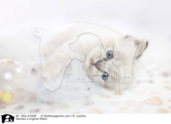 German Longhair Kitten / DOL-01626