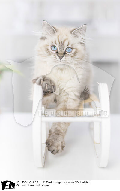 German Longhair Kitten / DOL-01627