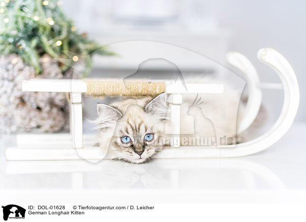 German Longhair Kitten / DOL-01628