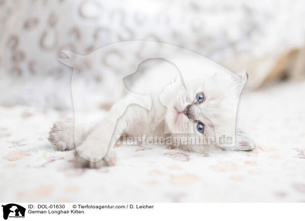German Longhair Kitten / DOL-01630