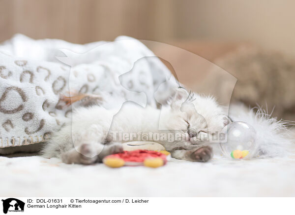 German Longhair Kitten / DOL-01631
