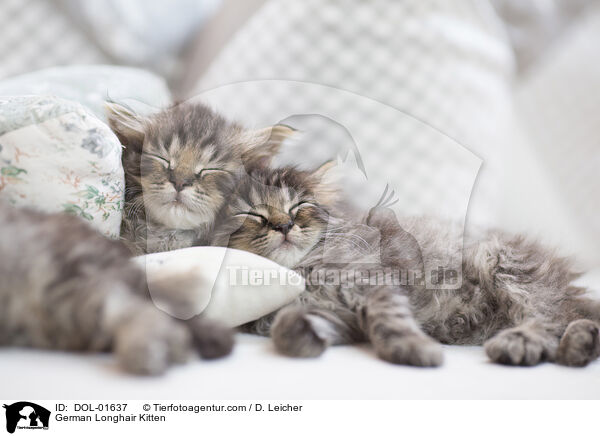 German Longhair Kitten / DOL-01637