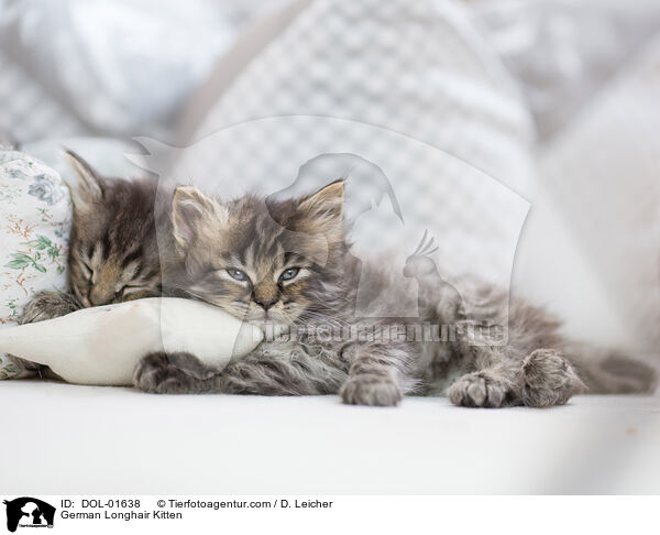 German Longhair Kitten / DOL-01638