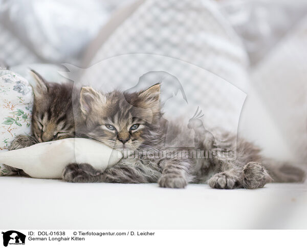Deutsch Langhaar Ktzchen / German Longhair Kitten / DOL-01638