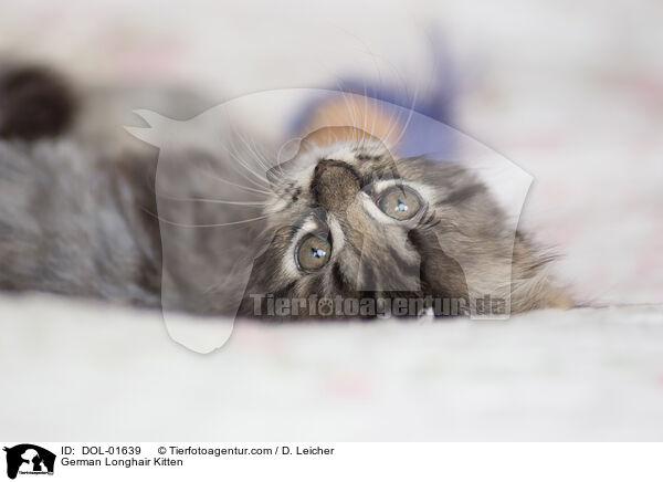 German Longhair Kitten / DOL-01639