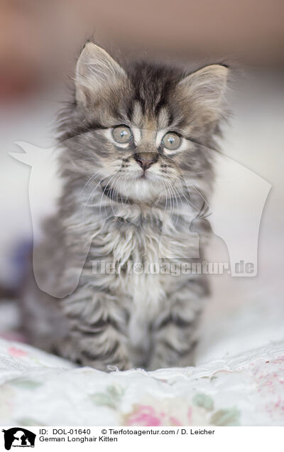 German Longhair Kitten / DOL-01640