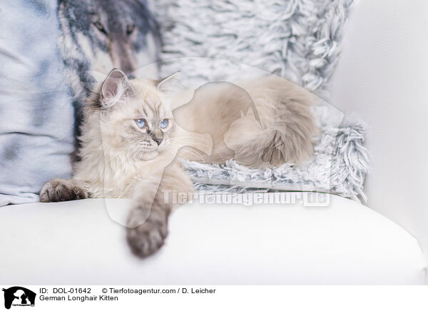German Longhair Kitten / DOL-01642