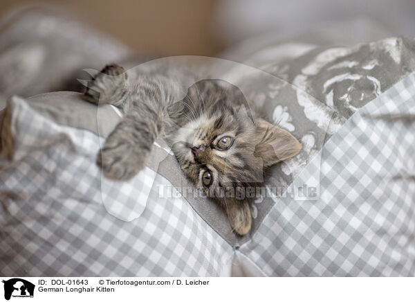 German Longhair Kitten / DOL-01643