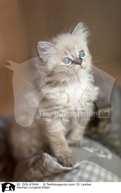 German Longhair Kitten / DOL-01644