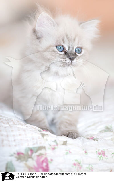 German Longhair Kitten / DOL-01645